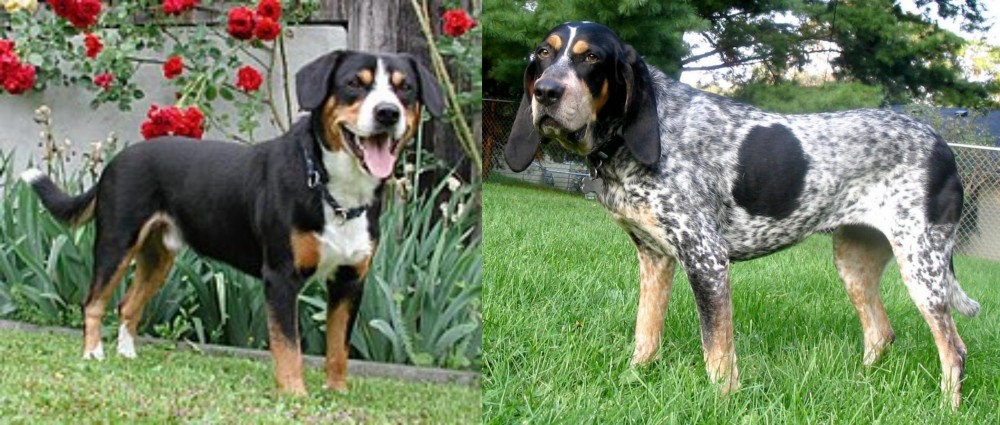Griffon Bleu de Gascogne vs Entlebucher Mountain Dog - Breed Comparison