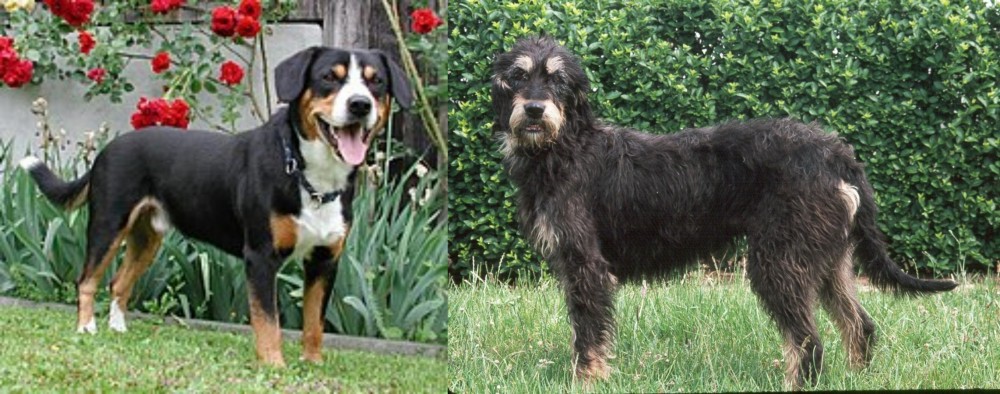 Griffon Nivernais vs Entlebucher Mountain Dog - Breed Comparison