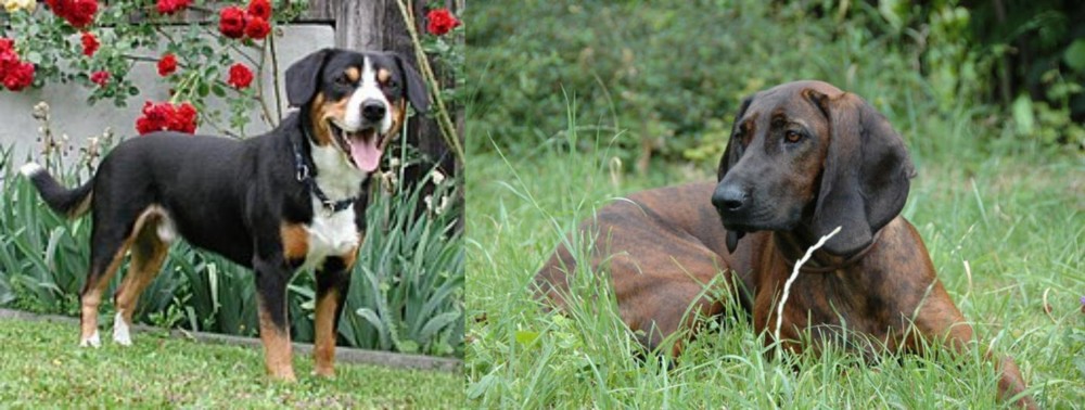 Hanover Hound vs Entlebucher Mountain Dog - Breed Comparison