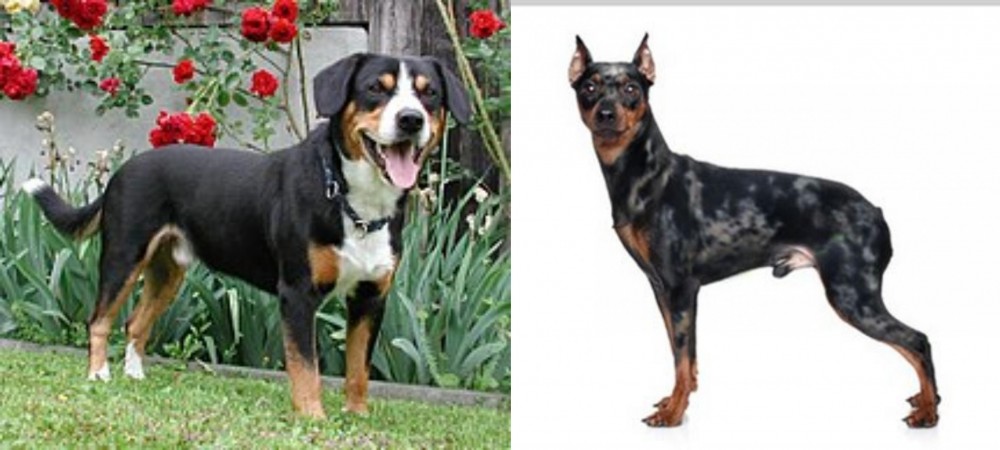 Harlequin Pinscher vs Entlebucher Mountain Dog - Breed Comparison
