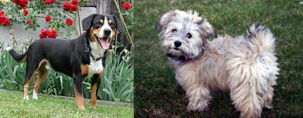 Havapoo vs Entlebucher Mountain Dog - Breed Comparison