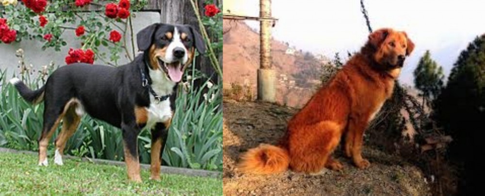 Himalayan Sheepdog vs Entlebucher Mountain Dog - Breed Comparison