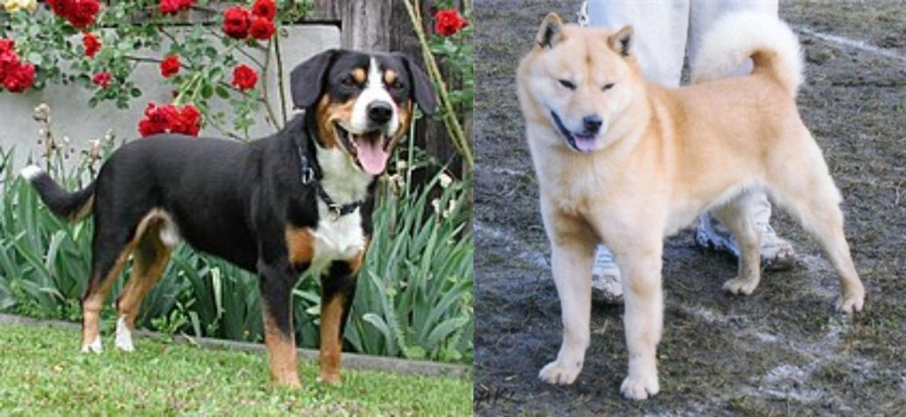 Hokkaido vs Entlebucher Mountain Dog - Breed Comparison