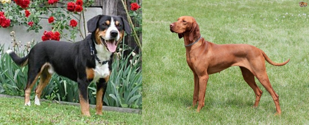 Hungarian Vizsla vs Entlebucher Mountain Dog - Breed Comparison