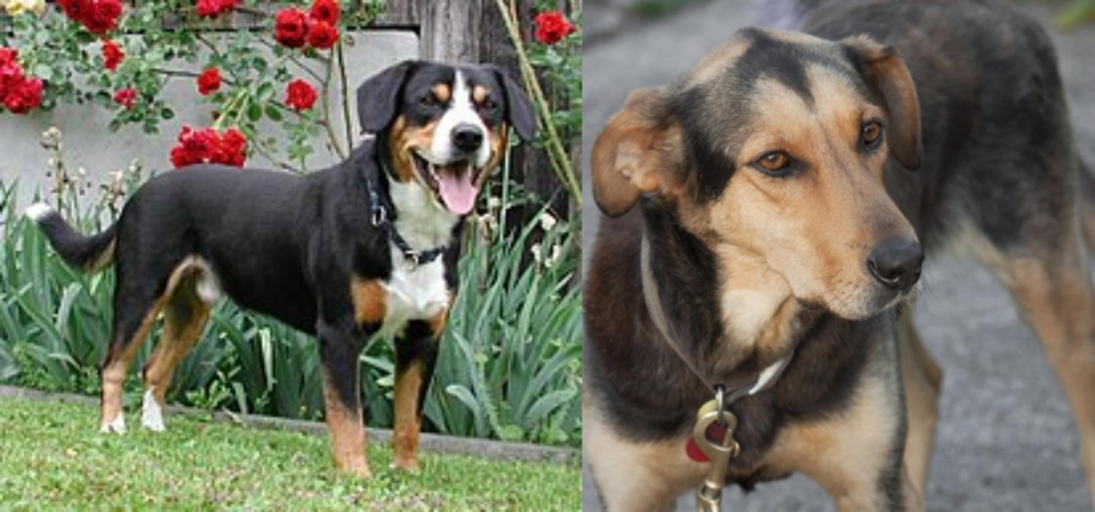 Huntaway vs Entlebucher Mountain Dog - Breed Comparison