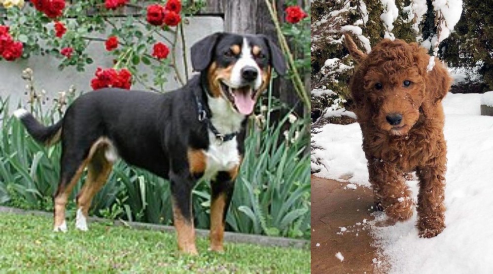 Irish Doodles vs Entlebucher Mountain Dog - Breed Comparison