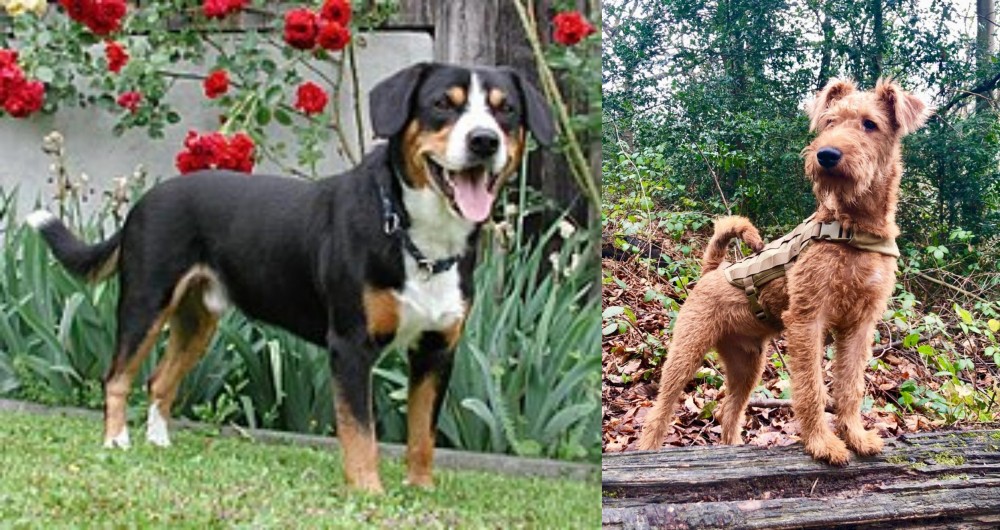 Irish Terrier vs Entlebucher Mountain Dog - Breed Comparison