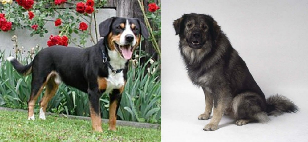 Istrian Sheepdog vs Entlebucher Mountain Dog - Breed Comparison