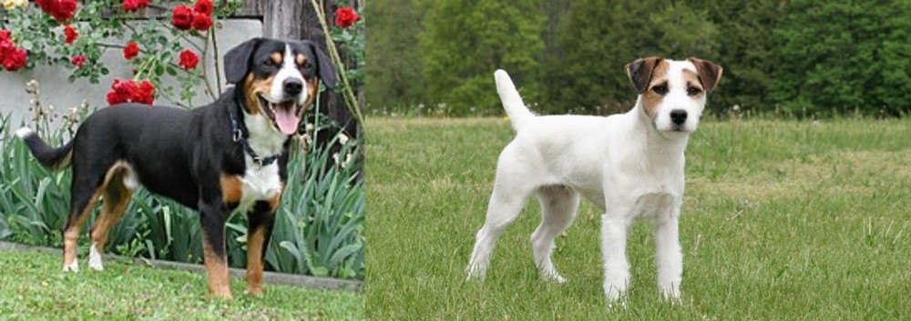 Jack Russell Terrier vs Entlebucher Mountain Dog - Breed Comparison