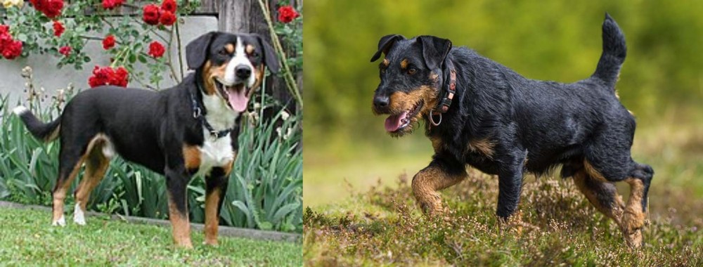 Jagdterrier vs Entlebucher Mountain Dog - Breed Comparison