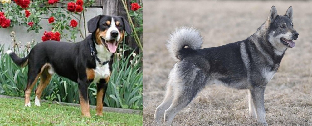 Jamthund vs Entlebucher Mountain Dog - Breed Comparison