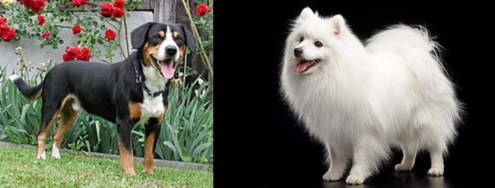Japanese Spitz vs Entlebucher Mountain Dog - Breed Comparison