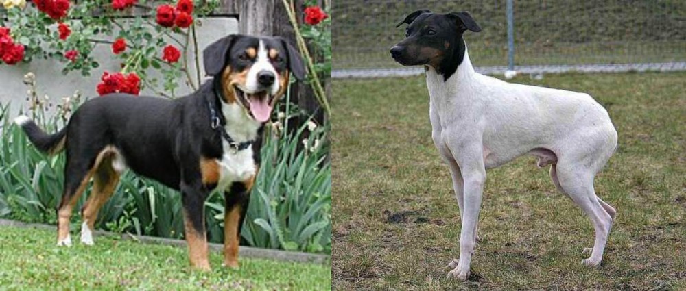 Japanese Terrier vs Entlebucher Mountain Dog - Breed Comparison