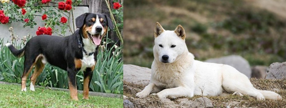 Jindo vs Entlebucher Mountain Dog - Breed Comparison
