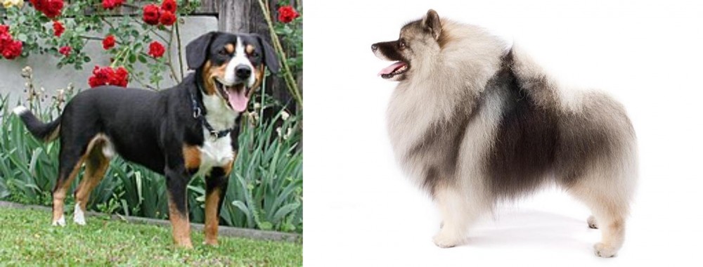Keeshond vs Entlebucher Mountain Dog - Breed Comparison