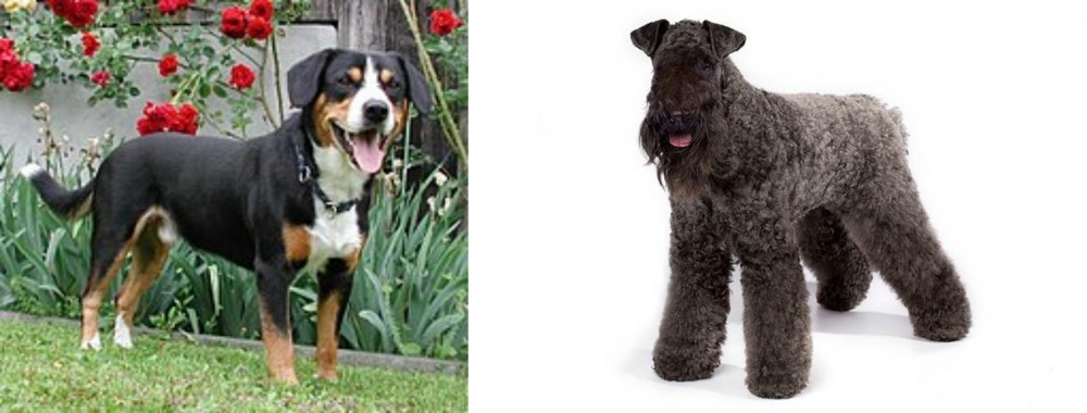 Kerry Blue Terrier vs Entlebucher Mountain Dog - Breed Comparison