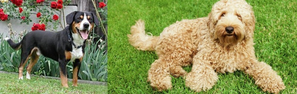 Labradoodle vs Entlebucher Mountain Dog - Breed Comparison