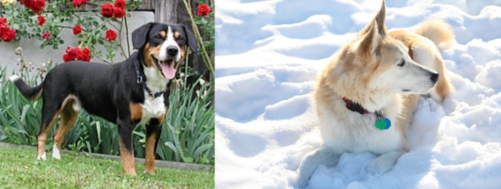 Labrador Husky vs Entlebucher Mountain Dog - Breed Comparison
