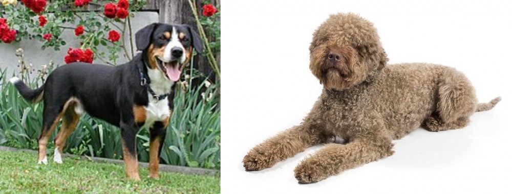 Lagotto Romagnolo vs Entlebucher Mountain Dog - Breed Comparison