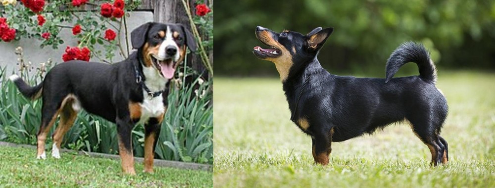 Lancashire Heeler vs Entlebucher Mountain Dog - Breed Comparison