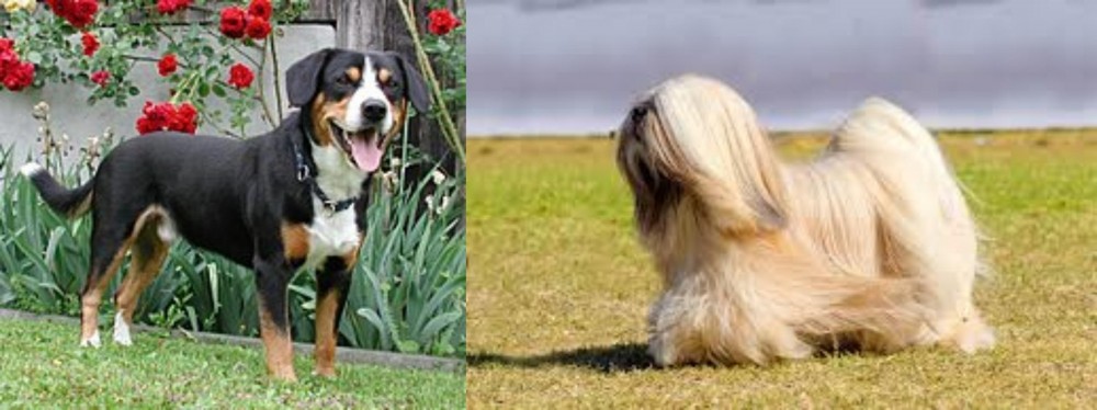 Lhasa Apso vs Entlebucher Mountain Dog - Breed Comparison