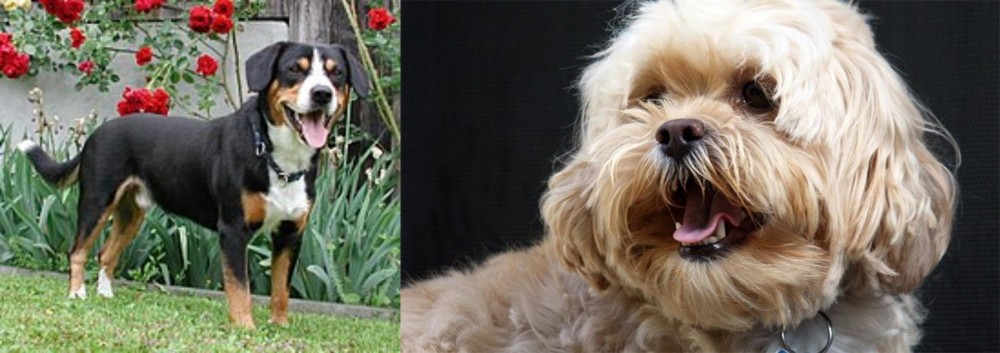 Lhasapoo vs Entlebucher Mountain Dog - Breed Comparison