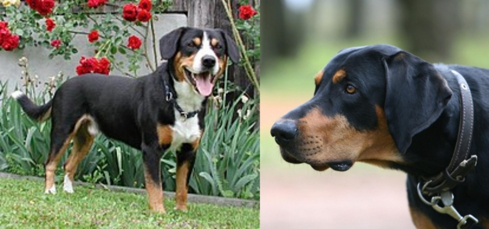 Lithuanian Hound vs Entlebucher Mountain Dog - Breed Comparison