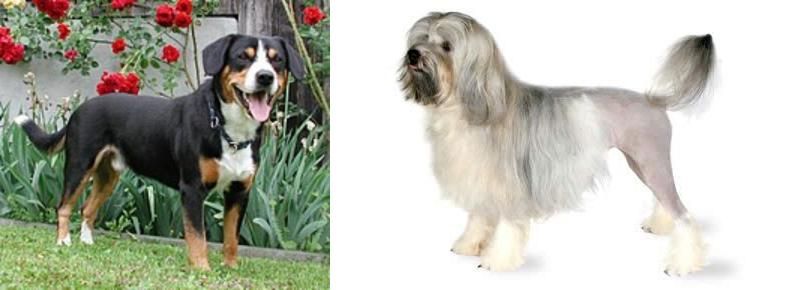 Lowchen vs Entlebucher Mountain Dog - Breed Comparison