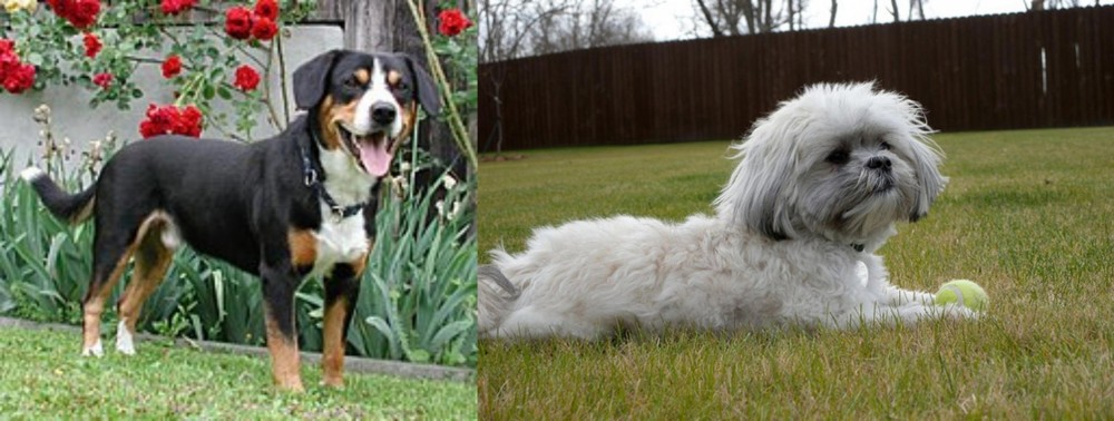 Mal-Shi vs Entlebucher Mountain Dog - Breed Comparison