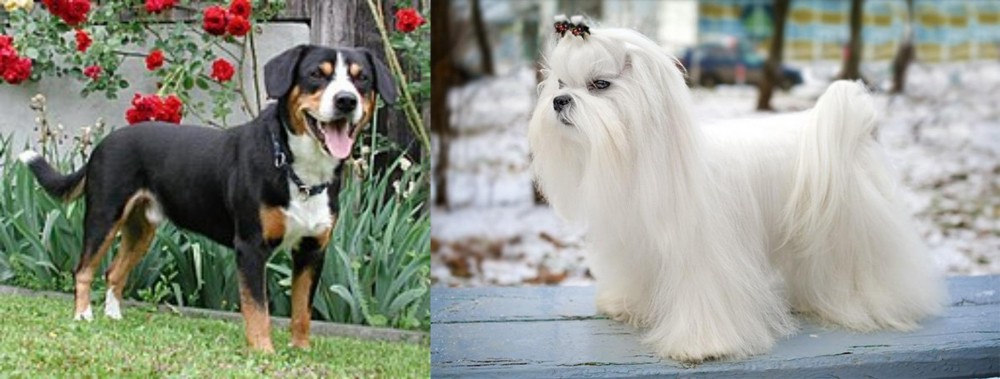 Maltese vs Entlebucher Mountain Dog - Breed Comparison