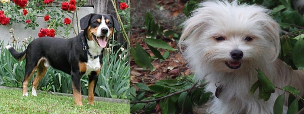 Malti-Pom vs Entlebucher Mountain Dog - Breed Comparison