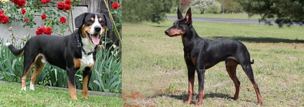 Manchester Terrier vs Entlebucher Mountain Dog - Breed Comparison