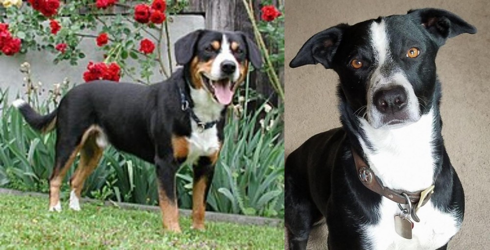 McNab vs Entlebucher Mountain Dog - Breed Comparison