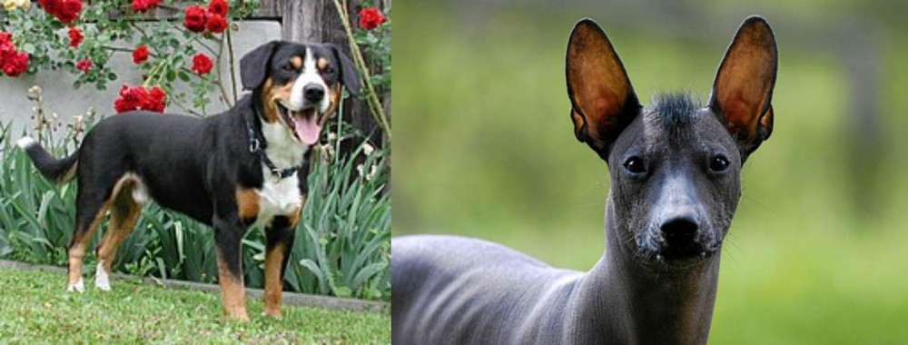 Mexican Hairless vs Entlebucher Mountain Dog - Breed Comparison