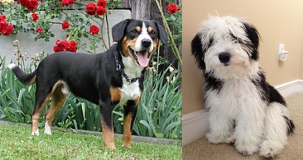 Mini Sheepadoodles vs Entlebucher Mountain Dog - Breed Comparison