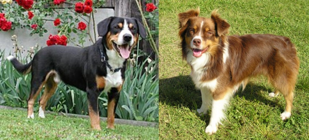 Miniature Australian Shepherd vs Entlebucher Mountain Dog - Breed Comparison