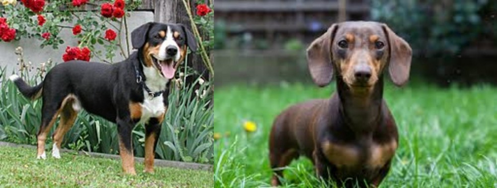 Miniature Dachshund vs Entlebucher Mountain Dog - Breed Comparison