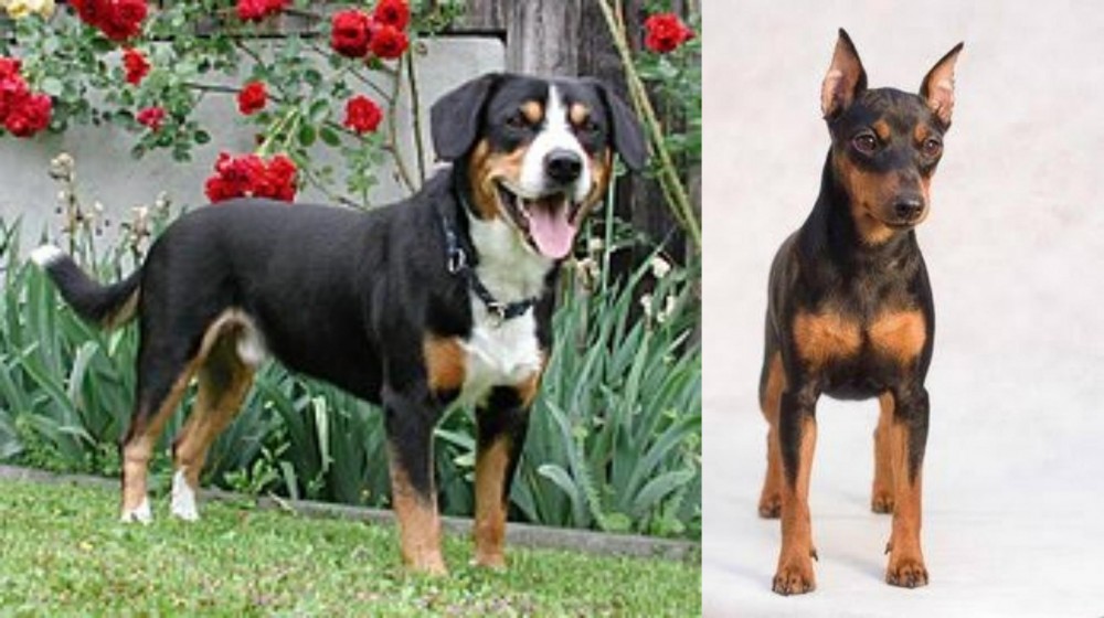 Miniature Pinscher vs Entlebucher Mountain Dog - Breed Comparison