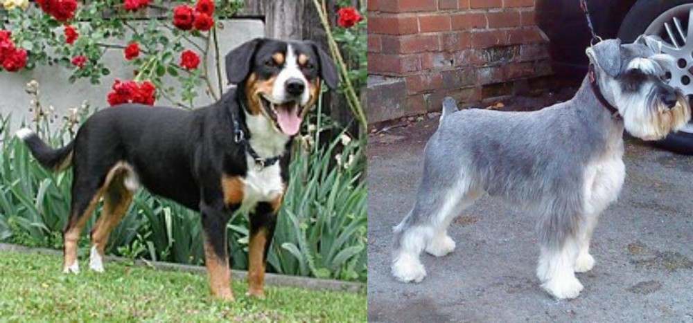 Miniature Schnauzer vs Entlebucher Mountain Dog - Breed Comparison