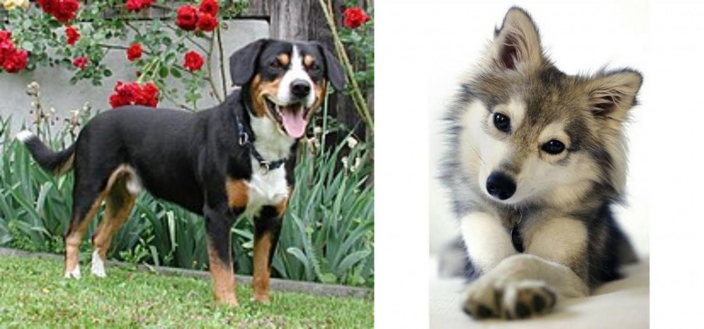 Miniature Siberian Husky vs Entlebucher Mountain Dog - Breed Comparison