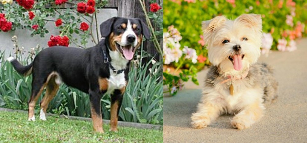 Morkie vs Entlebucher Mountain Dog - Breed Comparison