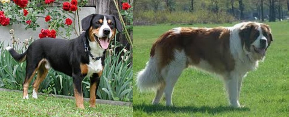 Moscow Watchdog vs Entlebucher Mountain Dog - Breed Comparison