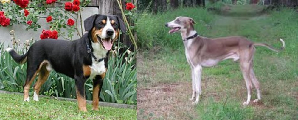 Mudhol Hound vs Entlebucher Mountain Dog - Breed Comparison