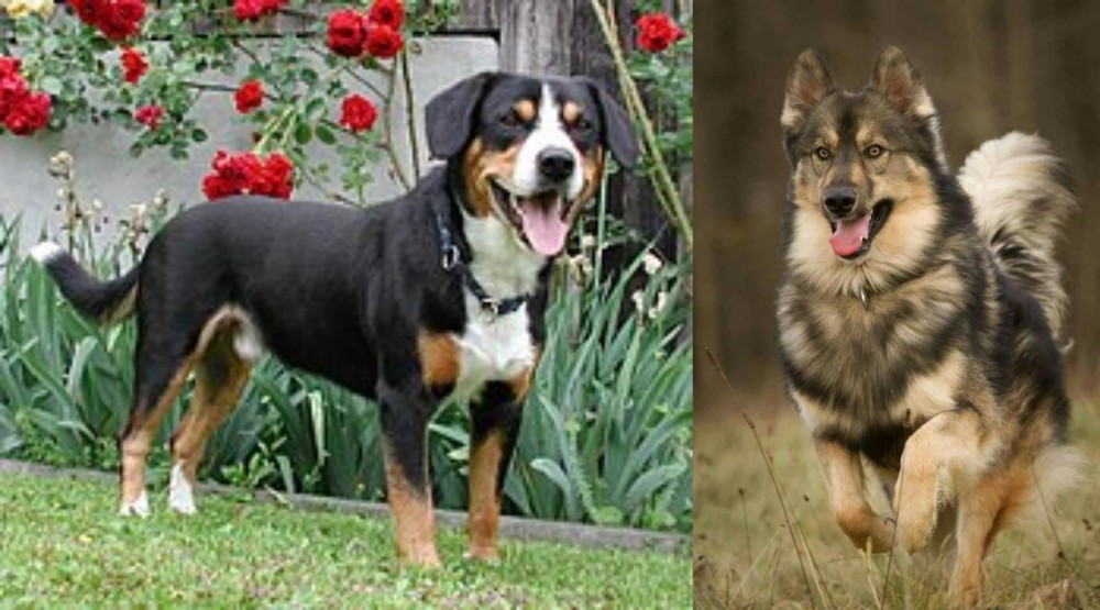 Native American Indian Dog vs Entlebucher Mountain Dog - Breed Comparison