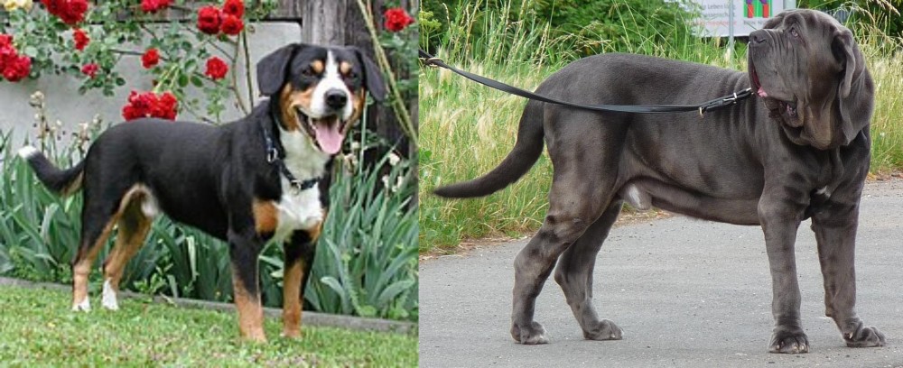 Neapolitan Mastiff vs Entlebucher Mountain Dog - Breed Comparison