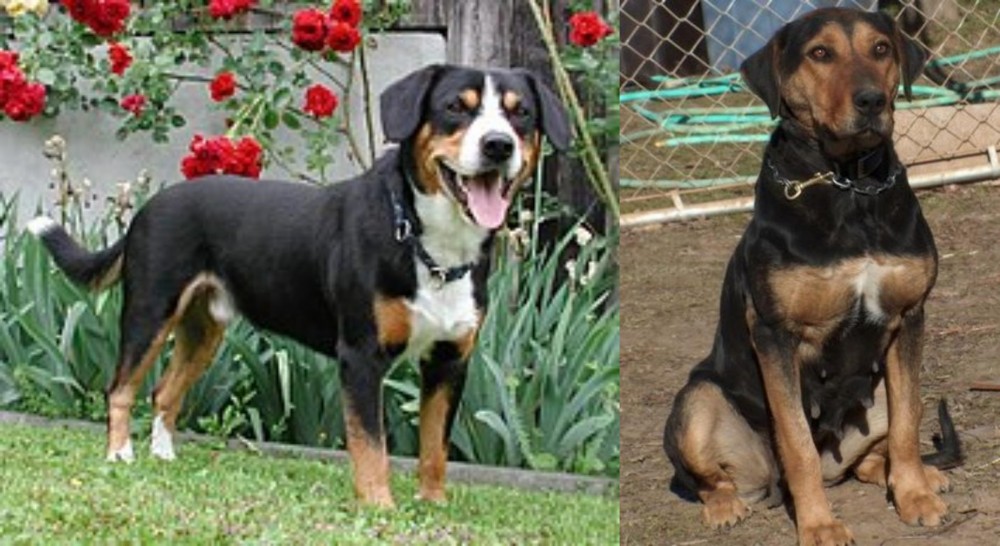 New Zealand Huntaway vs Entlebucher Mountain Dog - Breed Comparison