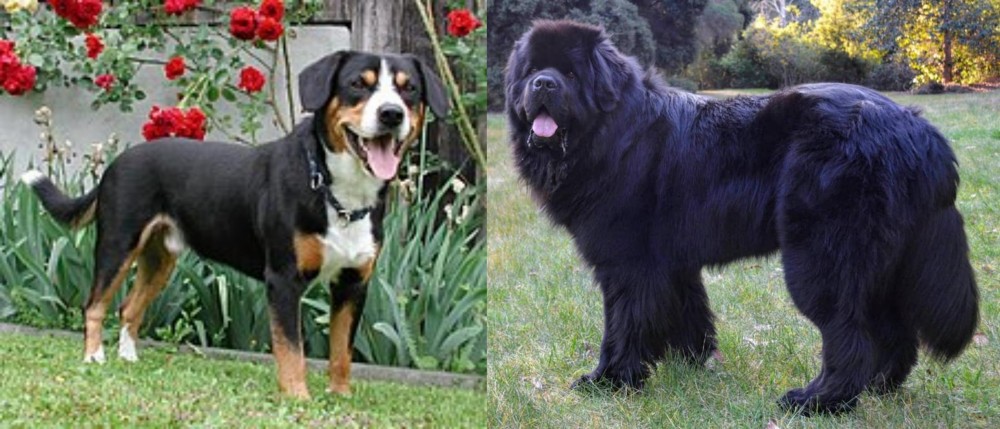 Newfoundland Dog vs Entlebucher Mountain Dog - Breed Comparison