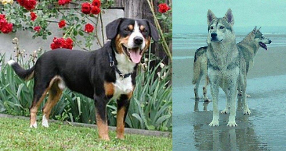 Northern Inuit Dog vs Entlebucher Mountain Dog - Breed Comparison