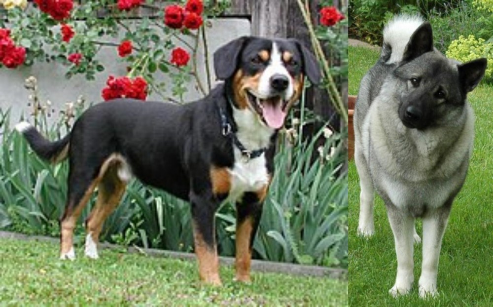 Norwegian Elkhound vs Entlebucher Mountain Dog - Breed Comparison