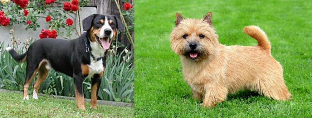 Norwich Terrier vs Entlebucher Mountain Dog - Breed Comparison